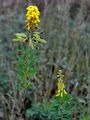 Black Broom - Lembotropis nigricans (L.) Griseb.