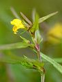 Wald-Wachtelweizen - Melampyrum sylvaticum L.