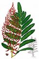 Royal Fern - Osmunda regalis L.