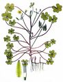 Upright Yellow-Sorrel - Oxalis stricta L.