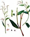 Tasteless Water-Pepper - Persicaria dubia (Stein) Fourr.