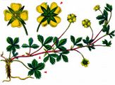 Trailing Tormentil - Potentilla anglica Laichard.