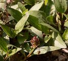 Large-Flowered Selfheal - Prunella grandiflora (L.) Scholler