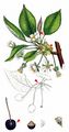 Wild Cherry - Prunus avium (L.) L.