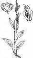 Großer Sauerampfer - Rumex acetosa L.