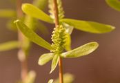 Babylon Willow - Salix babylonica L.