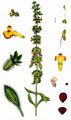 Mountain Ironwort - Sideritis montana L.