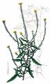 Hedge Mustard - Sisymbrium officinale (L.) Scop.