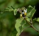Red Nightshade - Solanum villosum Mill.