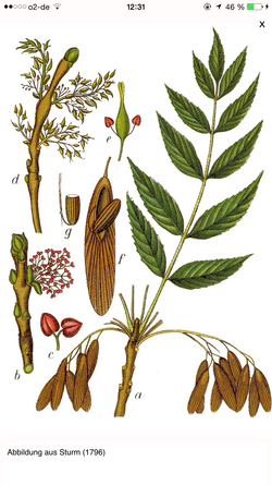 Fraxinus excelsior aus Sturm (1796)