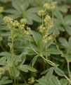 Hoppes Frauenmantel - Alchemilla hoppeana (Rchb.) Dalla Torre