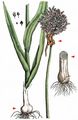 Leek - Allium ampeloprasum L.