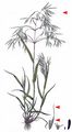 Drooping Brome - Anisantha tectorum (L.) Nevski