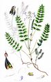 Alpen-Tragant - Astragalus alpinus L.
