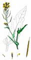 Rape - Brassica napus L.