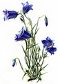 Scheuchzers Glockenblume - Campanula scheuchzeri Vill.