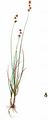 Igel-Segge - Carex echinata Murray