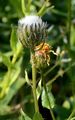 Pyrenean Hakw's-Beard - Crepis pyrenaica (L.) Greuter