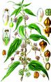 Greater Dodder - Cuscuta europaea L.