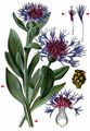 Perennial Cornflower - Cyanus montanus (L.) Hill