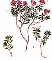 Garland Flower - Daphne cneorum L.
