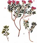 Rosmarin-Seidelbast - Daphne cneorum L. 