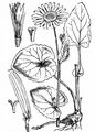 Leopard's-Bane - Doronicum pardalianches L.