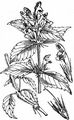 Dorn-Hohlzahn - Galeopsis tetrahit L.