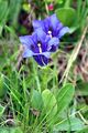 Stemless Gentian - Gentiana acaulis L.