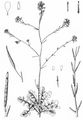 Hoary Mustard - Hirschfeldia incana (L.) Lagr.-Foss.