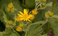 Alpen-Greiskraut - Jacobaea alpina (L.) Moench