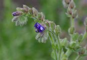 Bur Forget-Me-Not - Lappula squarrosa (Retz.) Dumort.