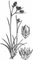 Ähren-Hainsimse - Luzula spicata (L.) DC.