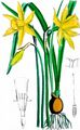 Gelbe Narzisse - Narcissus pseudonarcissus L.