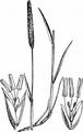 Steppen-Lieschgras - Phleum phleoides (L.) H. Karst.