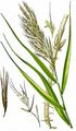Common Reed - Phragmites australis (Cav.) Steud.