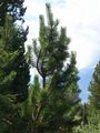Mountain Pine - Pinus uncinata DC.