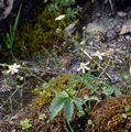 Eisenhutblättriger Hahnenfuß - Ranunculus aconitifolius L.