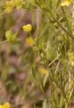 Acker-Hahnenfuß - Ranunculus arvensis L.