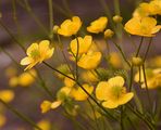 High Mountain Buttercup - Ranunculus breyninus Crantz