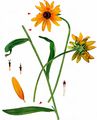 Black-Eyed-Susan - Rudbeckia hirta L.