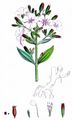 Soapwort - Saponaria officinalis L.