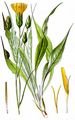 Scorzonera - Scorzonera hispanica L.