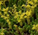 Scharfer Mauerpfeffer - Sedum acre L.
