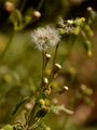 Gewöhnliches Greiskraut - Senecio vulgaris L.