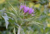 Milk Thistle - Silybum marianum (L.) Gaertn.