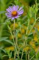 Hairy Michaelmas-Daisy - Symphyotrichum novae-angliae (L.) G. L. Nesom