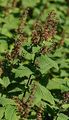 Salbei-Gamander - Teucrium scorodonia L.