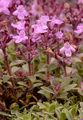 Breckland Thyme - Thymus serpyllum L.