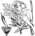 Trollblume - Trollius europaeus L.